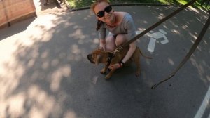 Социализация щенка | Питбуль