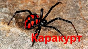 Паук Каракурт. Интересные факты