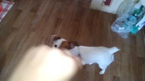 Как научить собаку команде Ап?