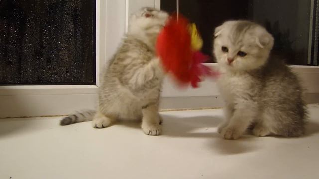 Вислоухие котята.