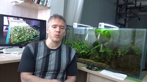 #7 Зеленые точки на стекле, декорациях и растениях. Водоросль ксенококус, что делать.