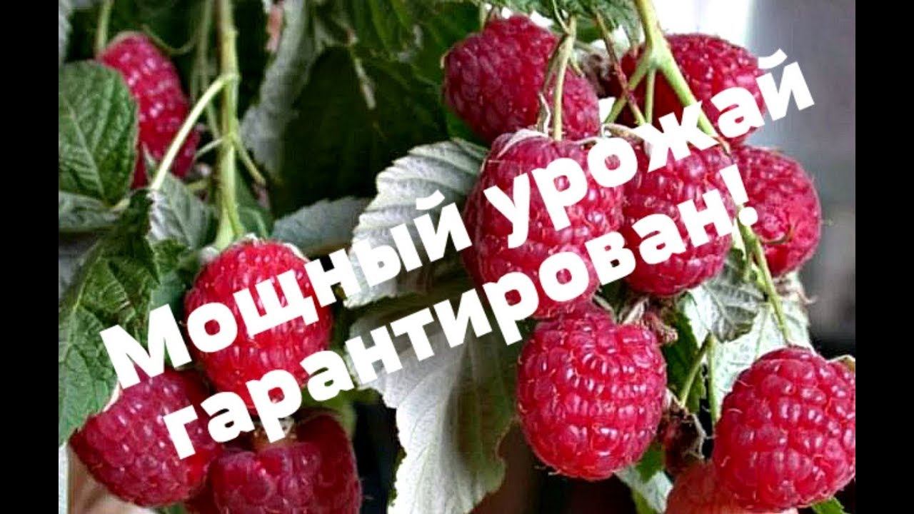 Как увеличить урожайности малины в 7 раз! Секреты выращивания малины!