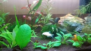 движ в отсаднике для мальков