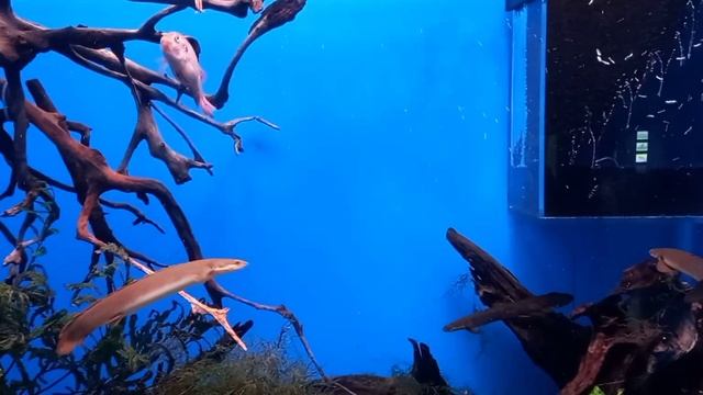 А я рыба..... смотреть онлайн