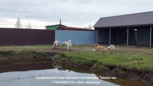 Среднеазиатские овчарки питомника Тимерташ ведётся запись на щенков на 2021 годсайт www.timertash.r