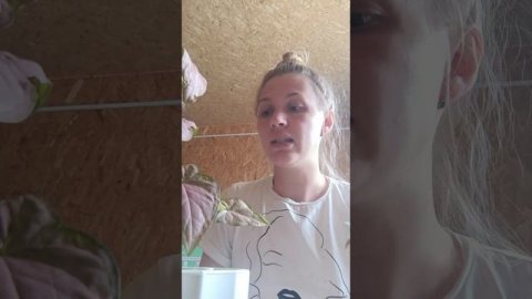 как правильно поливать комнатные растения полив растений