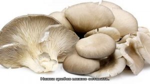 Как готовить вешенки разными способами