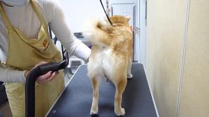 Сушим компрессором