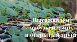 Как сажать арбузы и дыни. Высаживаем арбузы и дыни в открытый грунт.