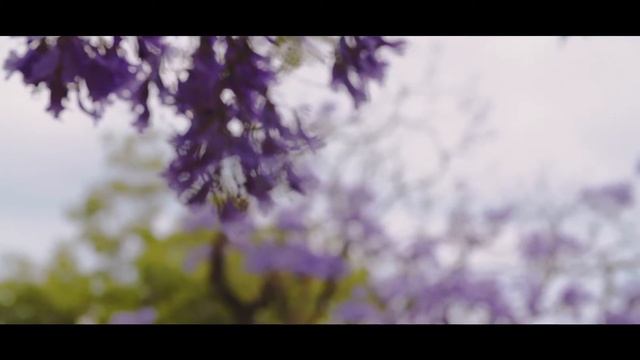 Jacaranda Trees Adelaide 2016 смотреть онлайн