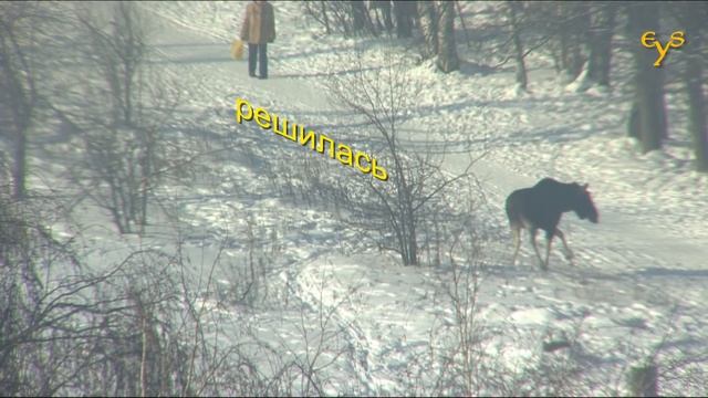 Elks in Moscow / Лоси бродят по Москве смотреть онлайн