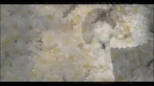 Валерий Леонтьев Девять хризантем