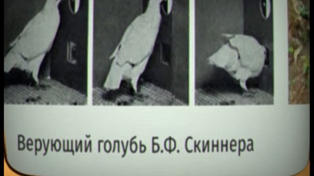 Голуби научпопа | Как 