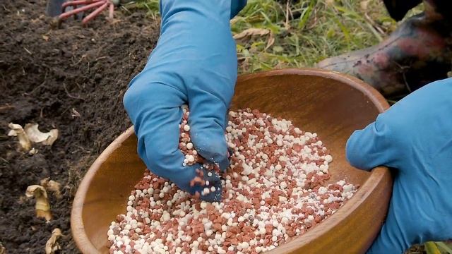 ПОСАДКА НАРЦИССОВ В СЕНТЯБРЕ Посмотрите, вам понравится! смотреть онлайн