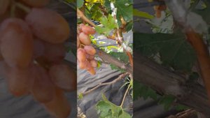 Конго, Фантазер и другие формы Калугина.