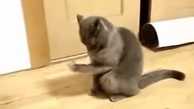 Кот дует плюхе Юмор! Прикол! Смех.mp4 смотреть онлайн