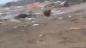 Медведи На свалке. Камчатка