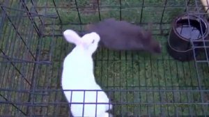 Кролики спариваются