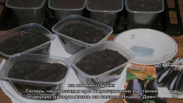 Сажаем свои баклажаны: когда сеять семяна на рассаду