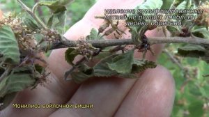 Монилиоз войлочной вишни