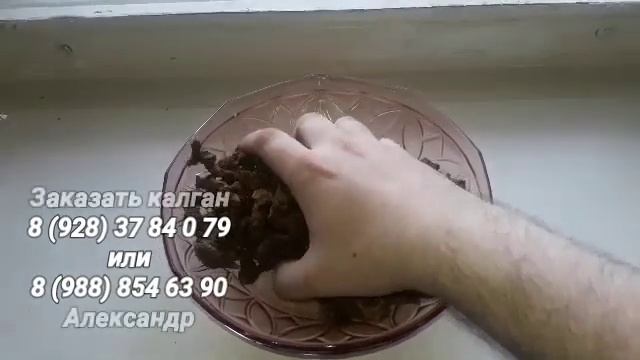 Лапчатка прямостоячая Калган ЧУДО ЧУДНОЕ ДИВО ДИВНОЕ