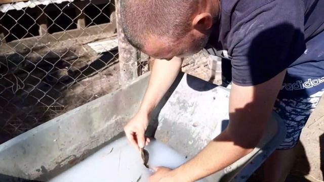 Почему утята падают на ноги/Почему утята умирают/Причины и Лечение. смотреть онлайн