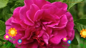 Шиповник морщинистый Ханса. Краткий обзор, описание характеристик rosa rugosa Hansa