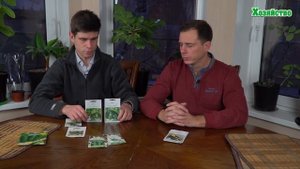 Садили и будем садить. Лучшие сорта огурцов для посадки в 2018 году