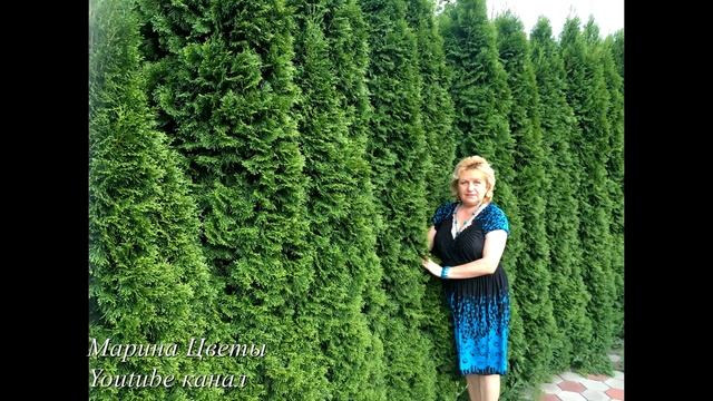 ТУЯ СМАРАГД - Великолепие ландшафтного дизайна .