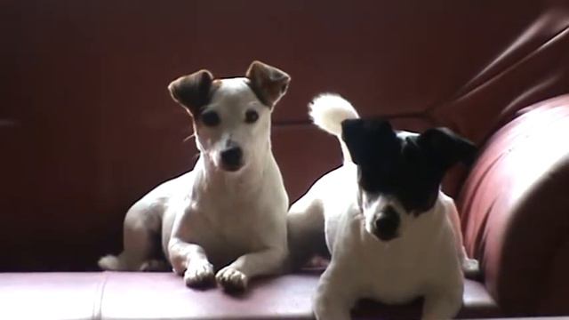 Isha's ear is hanging down ... смотреть онлайн