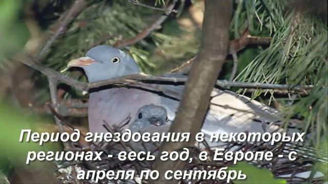 Дикий лесной голубь вяхирь или витютень dove ringdove смотреть онлайн
