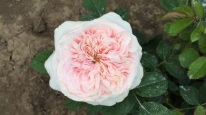 Sweet Juliet rose