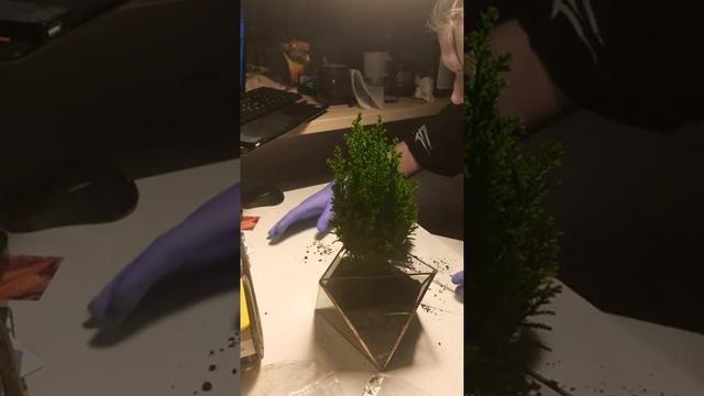 Высадка кипариса в флорариум 04.12.2020 смотреть онлайн