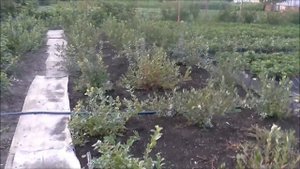 Обзор голубики на участке.... Мы начинающие....учимся! ))