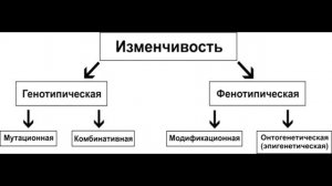 § 20 Основные формы изменчивости. Генотипическая изменчивость.