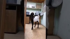 VID 20221107 WA0014 Козы породы Камори