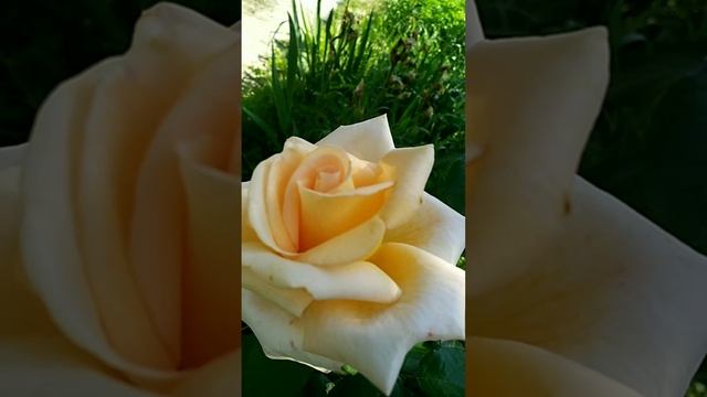 Роза Версилия (для любителей роз!)
