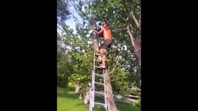 Санитарная обрезка деревьев от черного рака, гриба трутовика смотреть онлайн