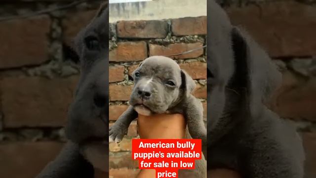 India cheapest dog market |American bully puppies available for sale in low price om dog kennel