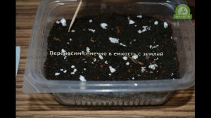 Посадка глоксиний и цикломена из семян в домашних условиях