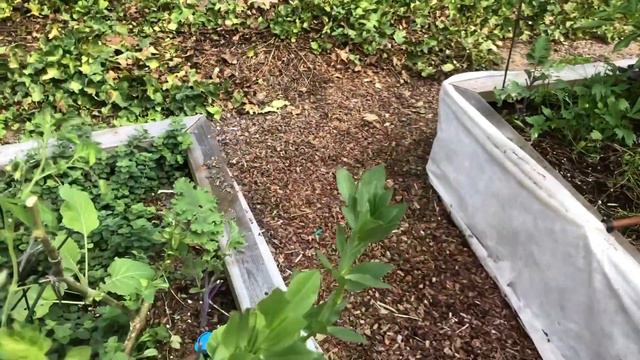 Прогулка по саду - ПОСЛЕДНИЙ день Октября 2020. смотреть онлайн