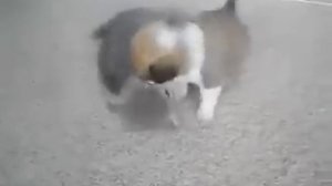 Смертельная схватка хищников, 21+ (Приколы, Видеожесть)