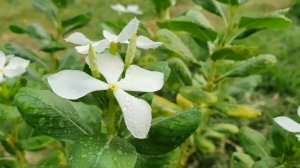 Periwinkle | Periwinkle white flower | how to grow and care of periwinkle flower