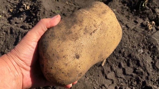 Копаем картофель Сколько собрали с двух соток Картошка гигант