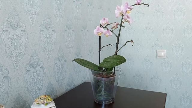 Как правильно выбрать здоровую орхидею Фаленопсис при покупке смотреть онлайн