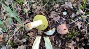 Butyriboletus fuscoroseus, September 17, 2022