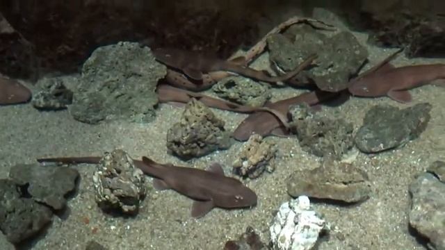 ОКЕАНАРИУМ (часть 1) смотреть онлайн