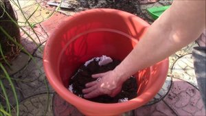 Нолина.  Как пересадить взрослое растение?!