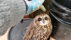 Болотная сова подозревает, что её хотят съесть.