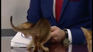 Советы ветеринара: как успокоить гиперактивного кота